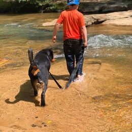Rottweiler Puppies from Bronx Von Bridges Rottweilers