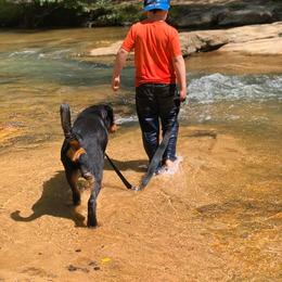 Rottweiler Puppies from Bronx Von Bridges Rottweilers