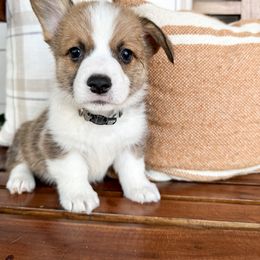 Boy 4 - Pembroke Welsh Corgi puppy in Springville, California from Campbell Creek Corgis
