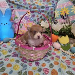 Female 3 - Blue female Pembroke Welsh Corgi puppy in Unicoi, Tennessee from East Tennessee Clark Corgis