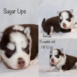 Sugar Lips - Chocolate female Pomsky puppy in Denham Springs, Louisiana from Bayouland Pomskies