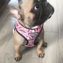 Sanni - French Bulldog