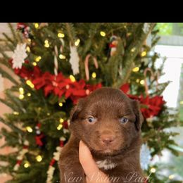 Boy 1 - Red & white male Miniature Australian Shepherd puppy in Brenham, Texas from Stone N Rose Kennels