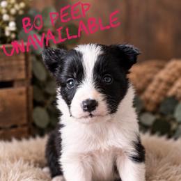 Bo peep - Black female Border Collie puppy in Sanger, California from Flying M Cactus Ranch Buddies