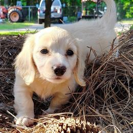 Margot - Cream female Dachshund puppy in Thomaston, Georgia from UGG Ranch