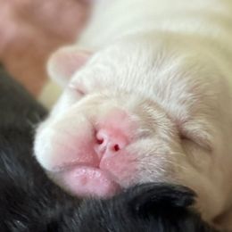 French Bulldogs from B + J Frenchies