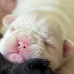 French Bulldogs from B + J Frenchies