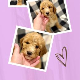 Sienna - Apricot female Goldendoodle puppy in Bluefield, Virginia from Love on a Leash