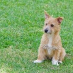 Portuguese Podengo Pequenos from Brookmont Portuguese Podengo Pequenos