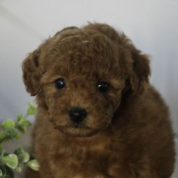 Kylie - Red  female Poodle puppy in Etna Green, Indiana from Perfect Match Poodles