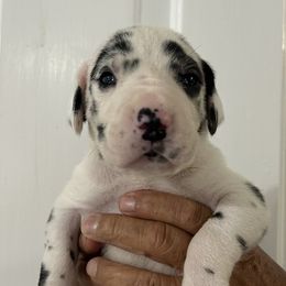 Show marked harlequin - Harlequin male Great Dane puppy in Golconda, Illinois from Breken Great Danes
