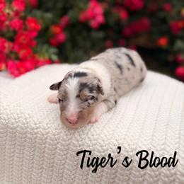 Tiger's Blood - Blue merle male Australian Shepherd puppy in Jena, Louisiana from Diamond 5 Aussies