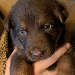 Jon Snow - Liver male German Shepherd puppy in Garrett, Indiana from Devil-Dog Shepherds