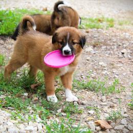 English Shepherd Puppies from Town & Country English Shepherds