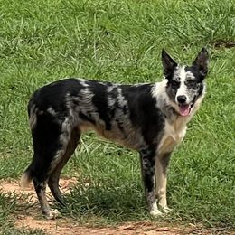 Ridge - Blue merle Border Collie puppy in Grantville, Georgia from Angela's Border Collies