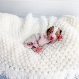 Snowpine - Parti female Goldendoodle puppy in Greencastle, Indiana from Willow & Co.