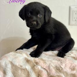Liberty - Black female Labrador Retriever puppy in Tomahawk, Wisconsin from Mahner Labs