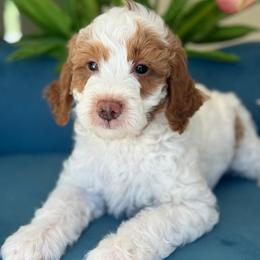 Back street boy - Parti male Goldendoodle puppy in Yuciapa, California from AlltheDoodlez_