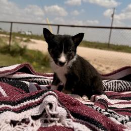 Tempest - Tri-color female Border Collie puppy in Odessa, Texas from High Velocity Stockdogs