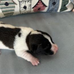 Chocolate and White Smooth Coat Girl 1 - Tri-color female Russell Terrier puppy in Ocala, Florida from Rivermont Farm