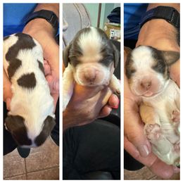 English Springer Spaniel Puppies from Sandpiper Bay ESS
