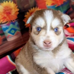 Ginger - Red and white Pomsky puppy in Spring Hill, Florida from www.PuppyTimeEmporium.com