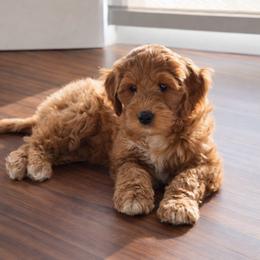 Sprinkles 3000 - Brown and white female Sheepadoodle puppy in Los Angeles, California from Exquisite Doodles