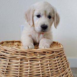 Golden Retriever Puppies from Eagle River Golden Retriever Farm