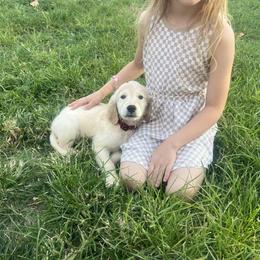 Jax - Light golden male Golden Retriever puppy in Murfreesboro, Tennessee from ATW Retrievers