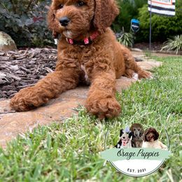 Goldendoodle, Labradoodle, Poodle, and Sheepadoodle Puppies from Osage Puppies
