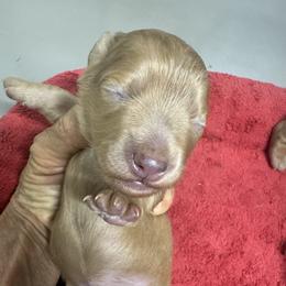 Poppy Sue - Dapple female Dachshund puppy in Polo, Missouri from Blue Tails Farm