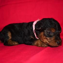 Spirit - Black and tan female Welsh Terrier puppy in Draper, Virginia from Shady Oaks WFT