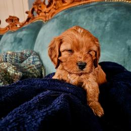 Collin - Ruby male Cavalier King Charles Spaniel puppy in Watsontown, Pennsylvania from Huntsman Cavaliers