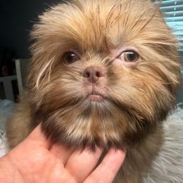 Bentley - Liver male Shih Tzu puppy in Coolidge, Arizona from Shih Tzu’s  ‘N’ Love