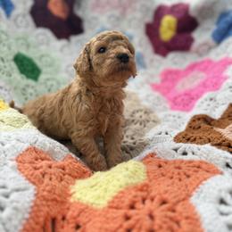 Mr. Penut Butter - Apricot male Goldendoodle puppy in Bentonville, Arkansas from Bentonville Doodles