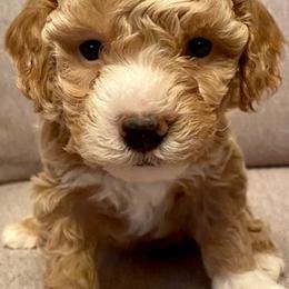 Cavachons, Cavalier King Charles Spaniels, Cavapoos, and Goldendoodles from Manoka's Honeybee