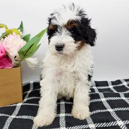 Muffin - Tri-color female Bernedoodle puppy in Granton, Wisconsin from Rose River Farms