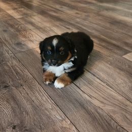 Neeko - Black tri Miniature Australian Shepherd puppy in Kansas City, Missouri from Kinsley's Cuties & SouthPaw Creations