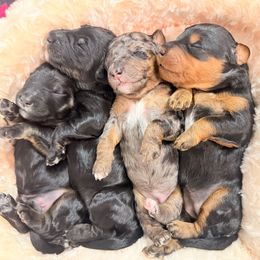 Pumkin Pie - Phantom female Goldendoodle puppy in Everett, Washington from Pawlydoodles