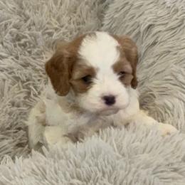 Lucky - Blenheim male Cavapoo puppy in Smithfield, Utah from Shoemaker Farm & Cavapoo Kennel