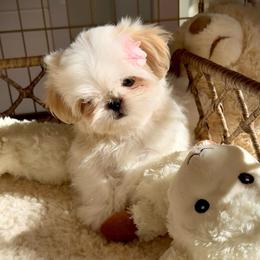 Bella - White female Shih Tzu puppy in Frederick, Maryland from Shih Tzu Puppy in Maryland