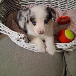 Marble - White and black male Pembroke Welsh Corgi puppy in Gaffney, South Carolina from Battlefield Kennels