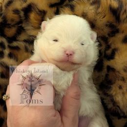Ivory - White female Pomeranian puppy in Camden, New York from Whiskey Island Poms