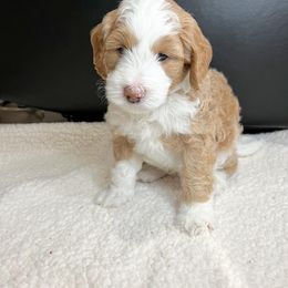 Aussiedoodle Puppies from Sweet AZ Doodles