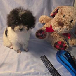 Boy 1 - Parti male Poodle puppy in North Augusta, South Carolina from Tiny Paws Luxury Pets