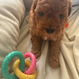 Dark red girl - Red  female Poodle puppy in Burien, Washington from South Sound Doodles