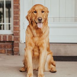 Harper - Golden Retriever