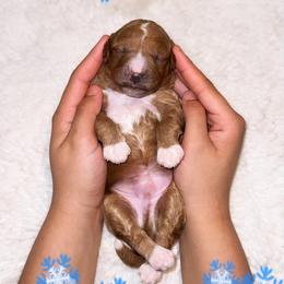 Blizzard - Red  male Goldendoodle puppy in Kissimmee, Florida from Poodle Doodle Kennels