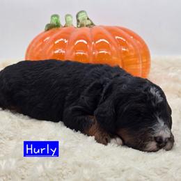 Hurly - Tri-color male Bernedoodle puppy in Neillsville, Wisconsin from Granton Creek