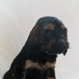 Cockapoo Puppies from Dana's Domain Cockapoos